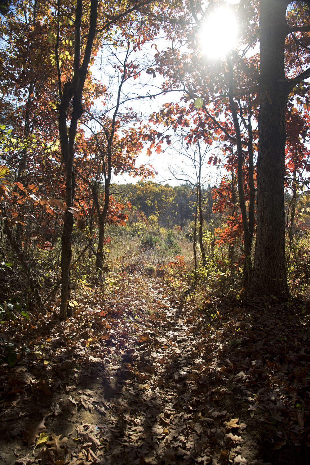 Autumn in Watchung Reservation, Union County, NJ