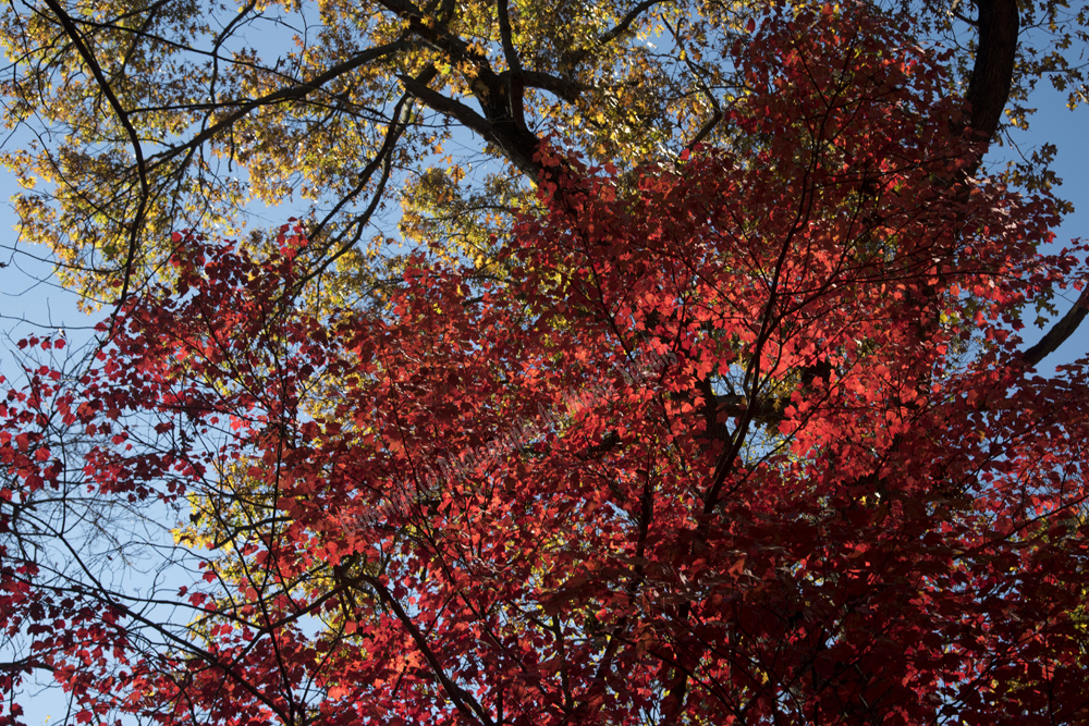 Autumn in Watchung Reservation, Union County, NJ