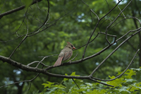 Central Park, Manhattan, New York City, NY 2017-71d-4369 Female Northern Cardinal