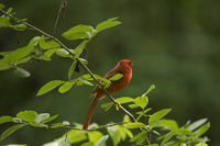 Central Park, Manhattan, New York City, NY 2017-8ds-2609 Male Northern Cardinal