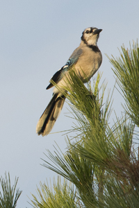 Hawk Mountain, PA 2017-8DS-6261, Blue Jay