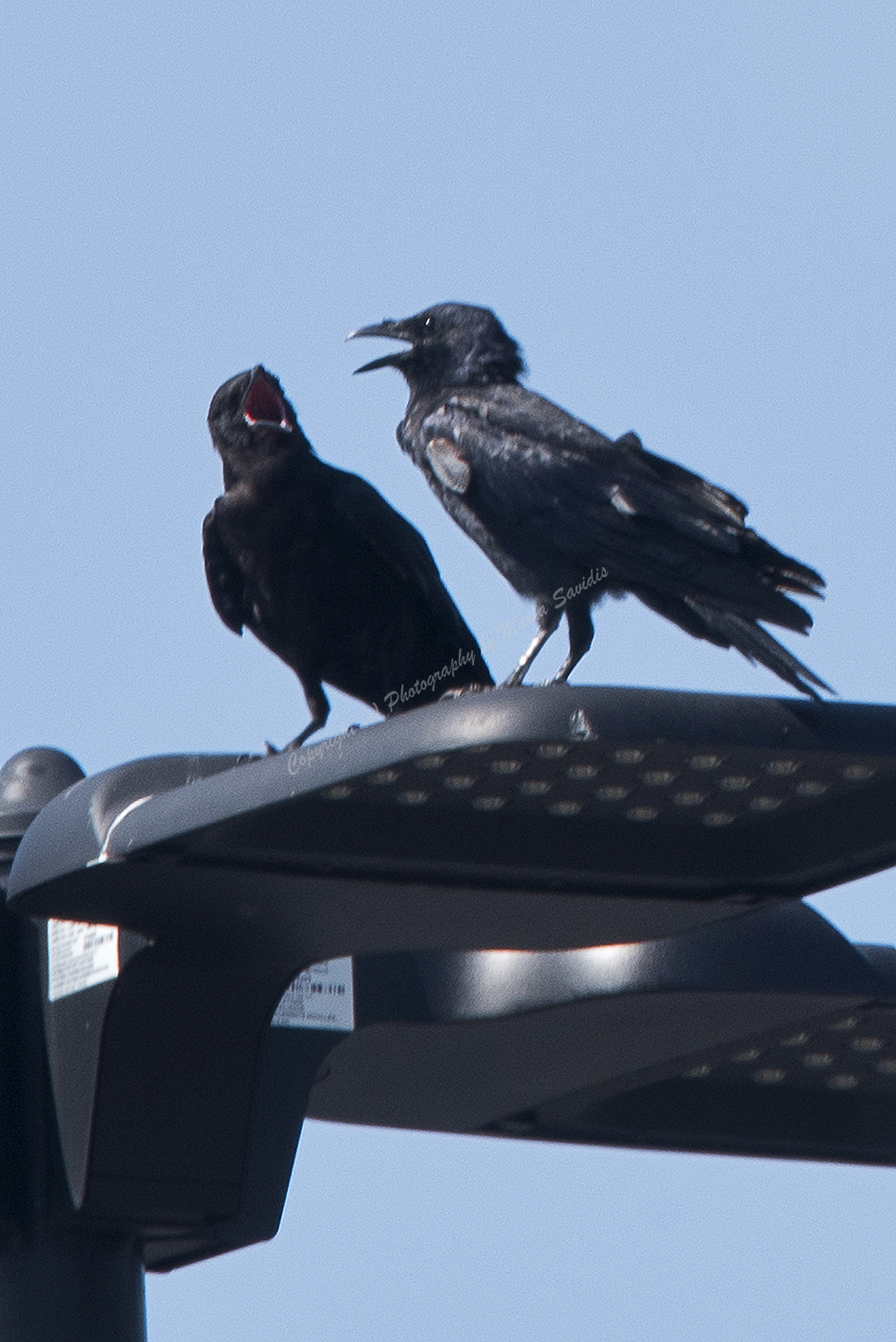 American Crow, Hawk Mountain, PA
