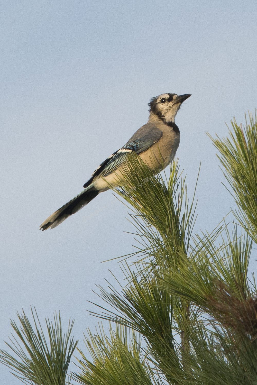 Blue Jay, Hawk Mountain, Pennsylvania