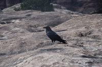 Canyonlands National Park, Moab, Utah 2016-4811, Common Raven