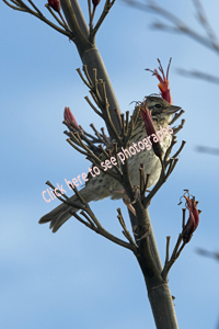 El Tesoro, Maldonado District, Uruguay 2017-8DS-9351, Rufous-collared Sparrow