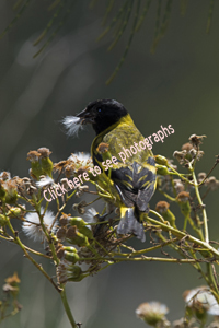 El Tesoro, Uruguay 2017-8DS-9380, Hooded Siskin