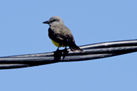 El Tesoro, Maldonado District, Uruguay 2017-8DS-9646, Tropical Kingbird