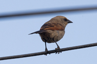 Click here to see the Grayish Baywing Cowbird