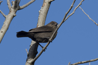 El Tesoro, Maldonado District, Uruguay 2018-8DS-9733, Female Shiny Cowbird