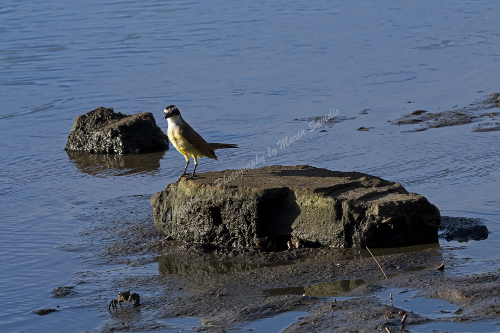 El Tesoro, Maldonado District, Uruguay,  Great Kiskadee, 2017