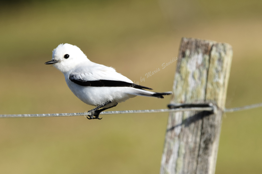 White Monjita Flycatcher, El Tesoro, Maldonado District, Uruguay, 2017