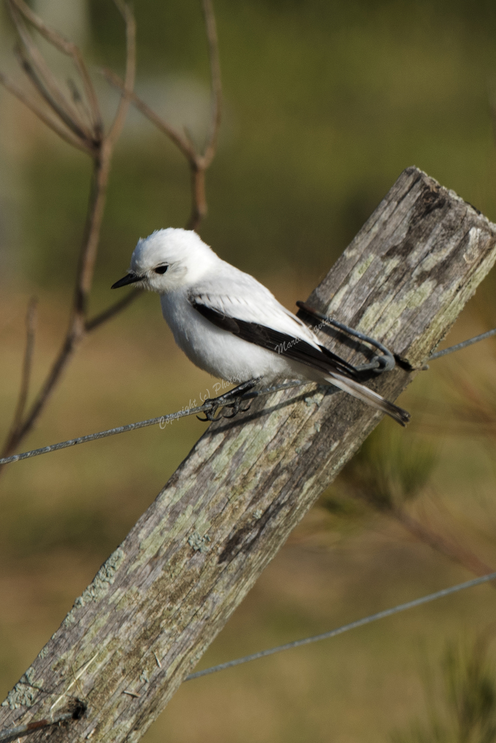 White Monjita Flycatcher, El Tesoro, Maldonado District, Uruguay, 2017