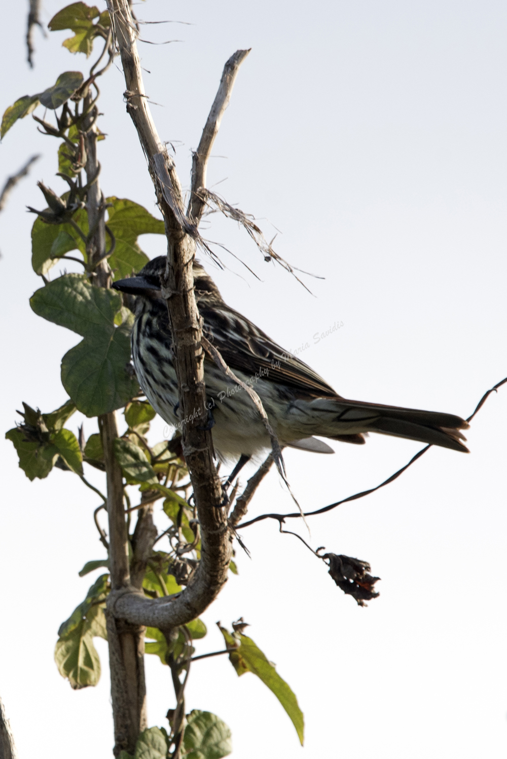 El Tesoro, Maldonado District, Uruguay, Streaked Flycatcher, 2017