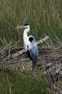 La Barra, Uruguay, 2017-8DS-9891, Cocoi Heron