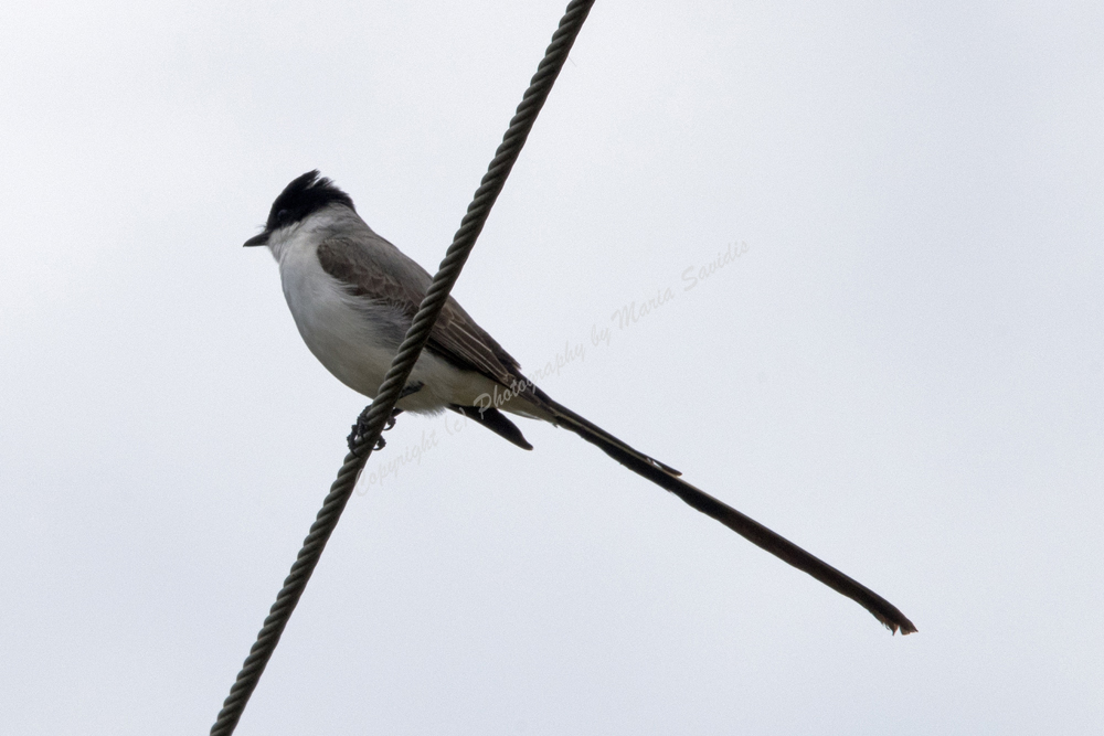 La Barra, Maldonado District, Uruguay, Fork-tailed Flycatcher, 2017