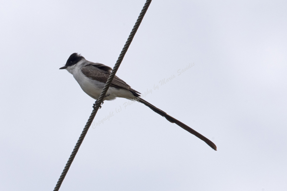 La Barra, Maldonado District, Uruguay, Fork-tailed Flycatcher, 2017