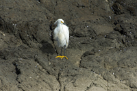 Punta Ballena, Uruguay 2017-71d_3203, Snowy Egret